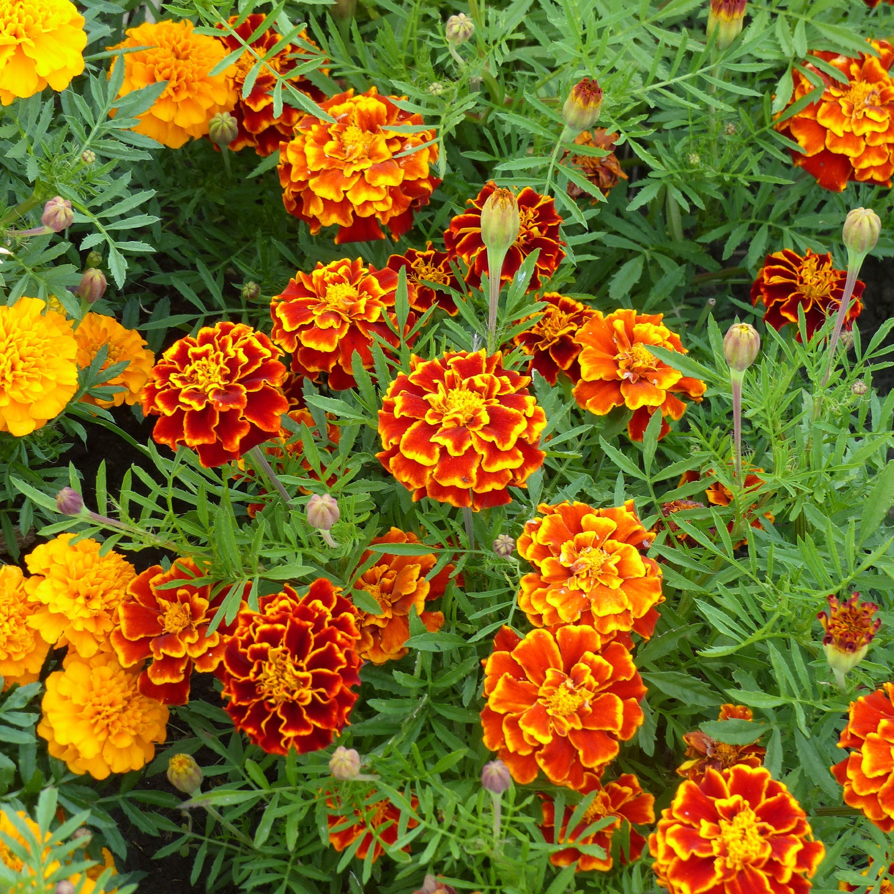 Eetbare bloemzaden - Klein Afrikaantje - Tagetes patula