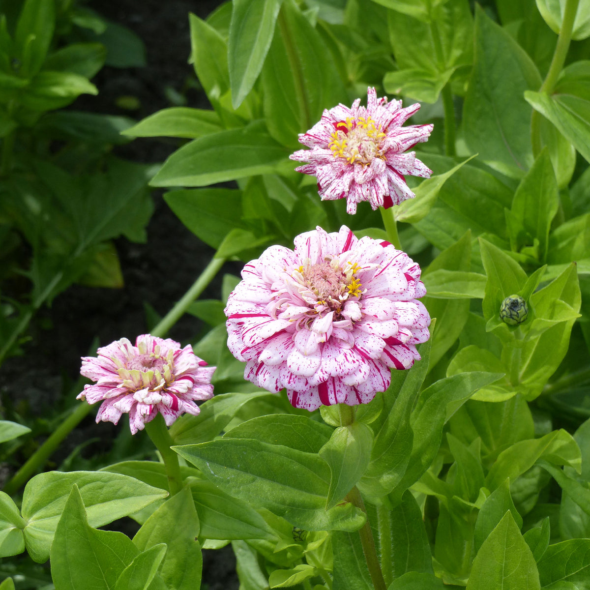 Zinnia Mix 'Peppermint Stick' - Zinnia peppermint - Willemse