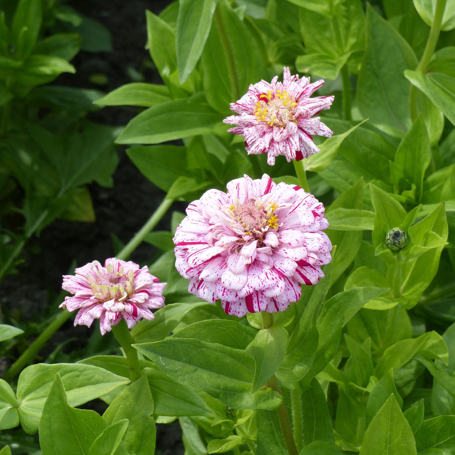 Zinnia Mix 'Peppermint Stick' - Zinnia peppermint - Willemse