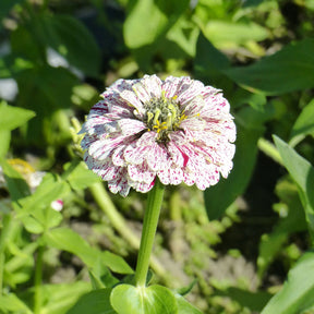 Zinnia peppermint - Zinnia Mix 'Peppermint Stick' - Bloemzaden voor perken en borders