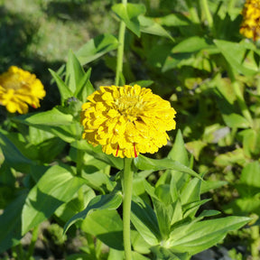Bloemzaden voor perken en borders - Zinnia Mix 'Peppermint Stick' - Zinnia peppermint