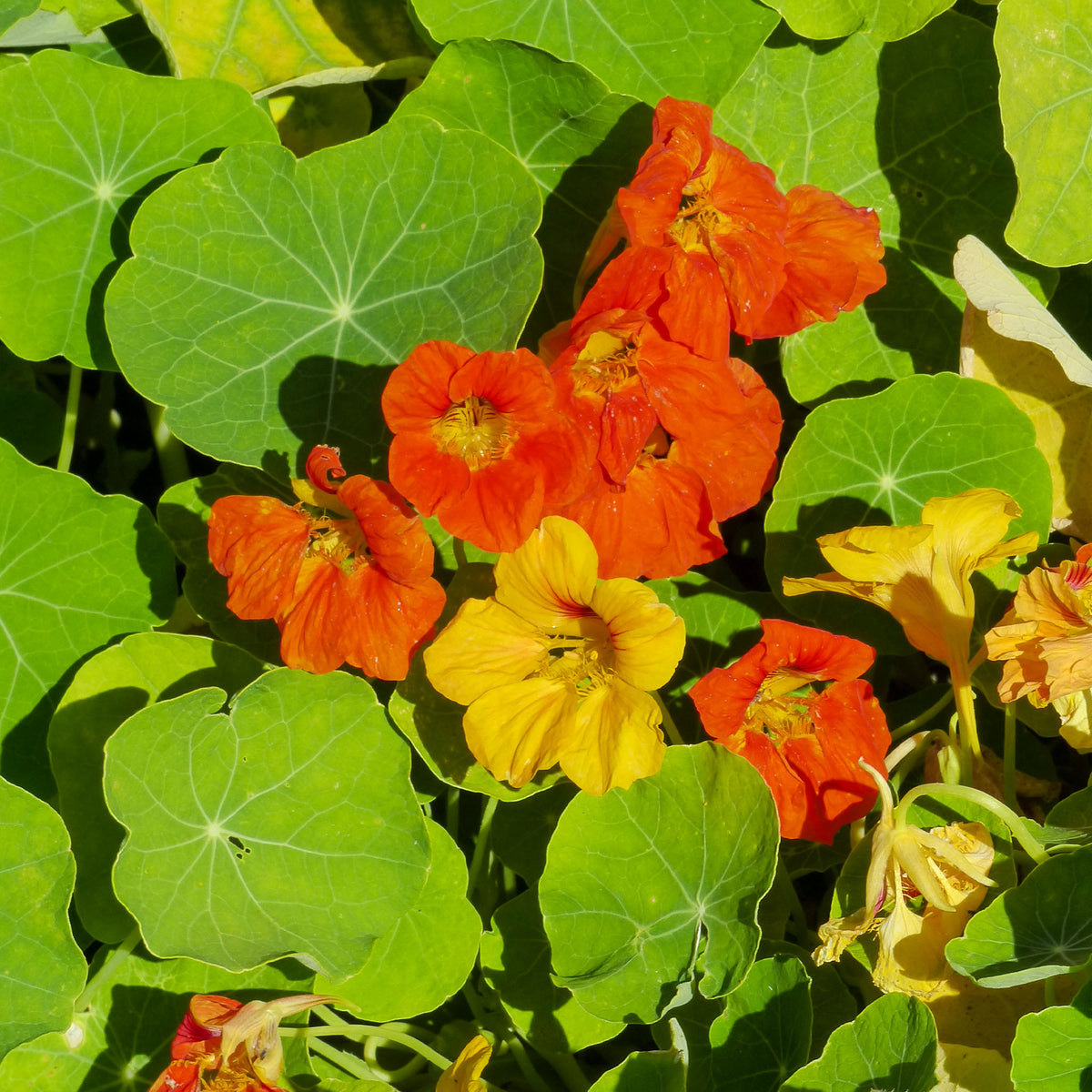 Oost-Indische kers Mix - Tropaelum nanus - Willemse