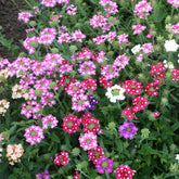 Grootbloemige Glandularia Mix - Willemse