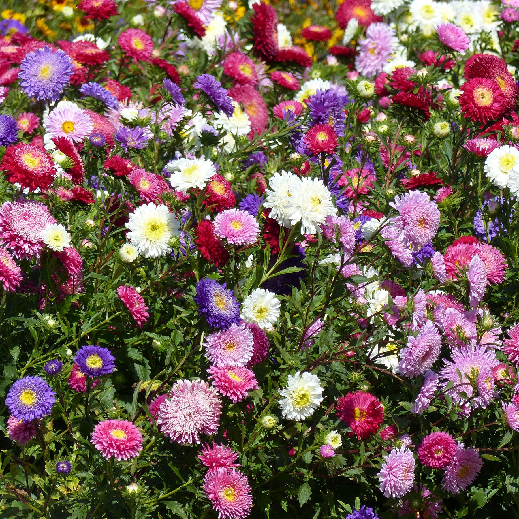 Zomeraster Mix 'Super Princess' - Callistephus chinensis - Willemse