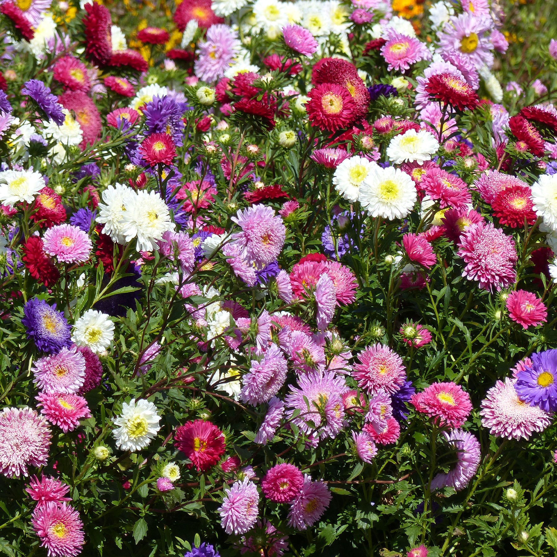 Zomeraster Mix 'Super Princess' - Willemse