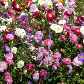 Zomeraster Mix 'Super Princess' - Willemse