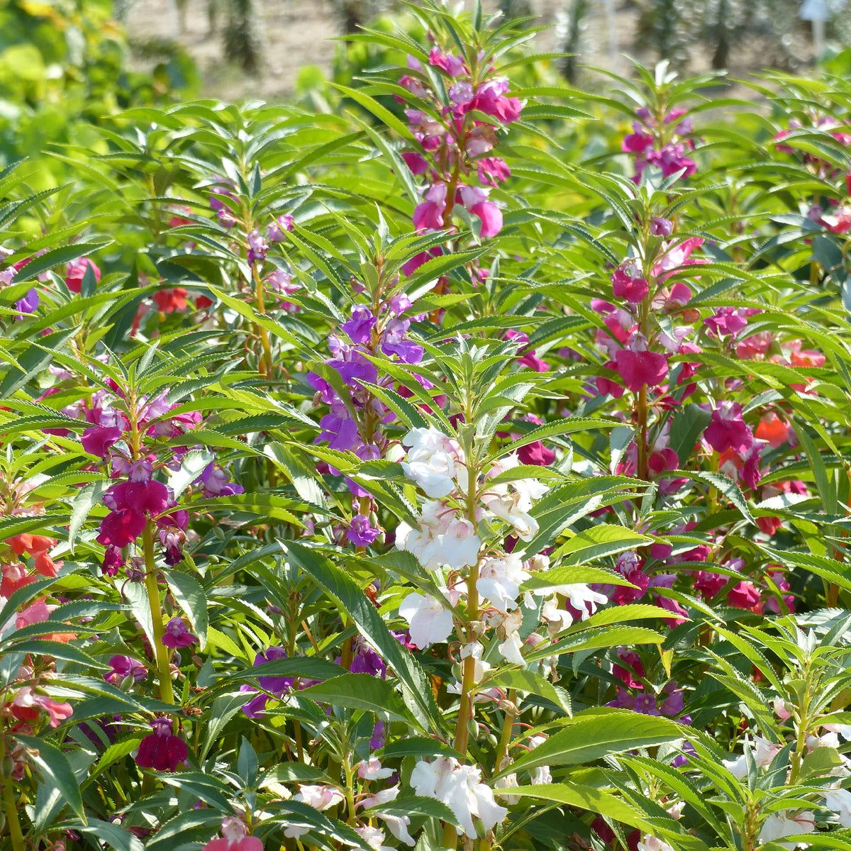 Balsamine Mix - Impatiens balsamina - Willemse