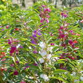 Balsamine Mix - Impatiens balsamina - Willemse