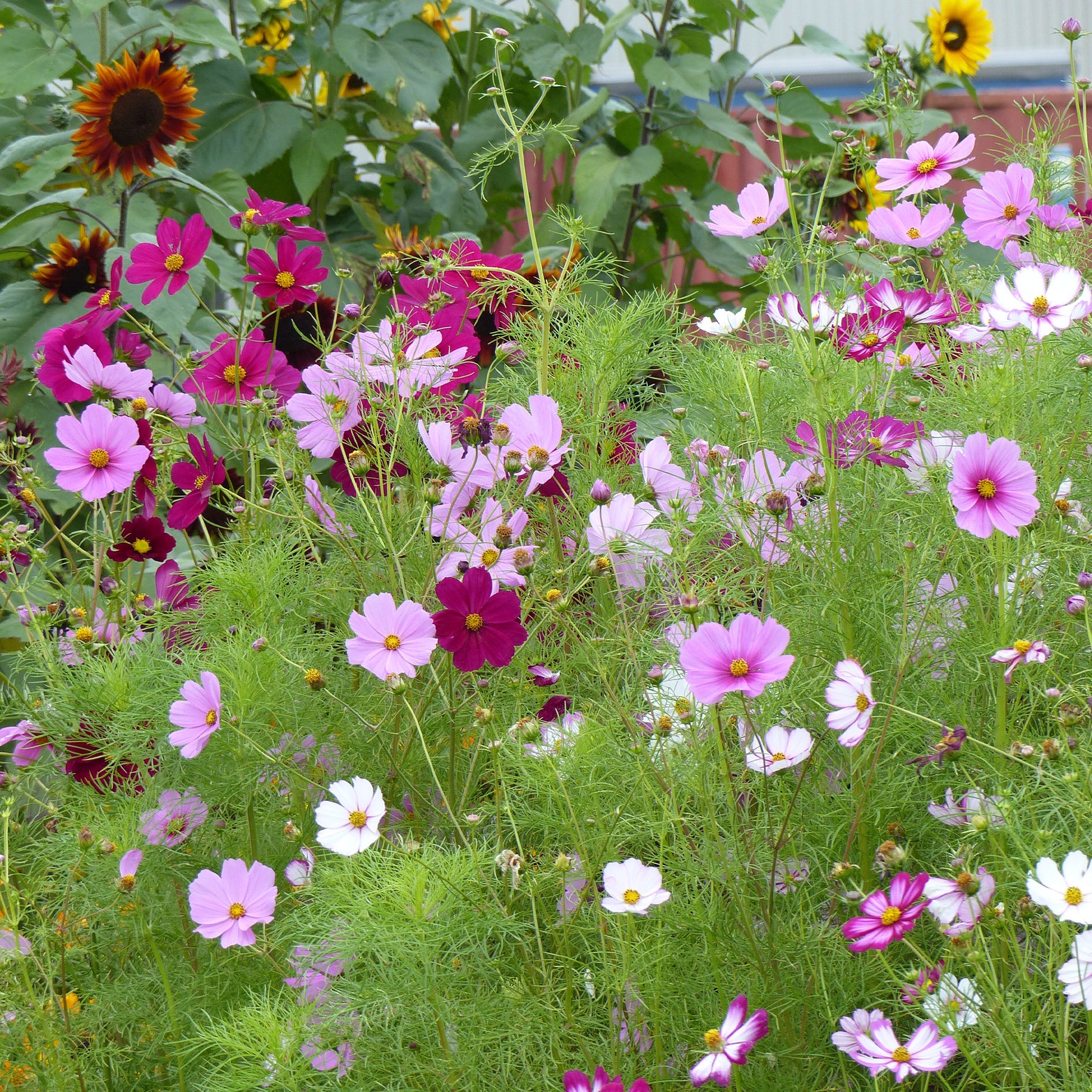 Cosmos 'Sensation' - Cosmos bipinnatus - Willemse