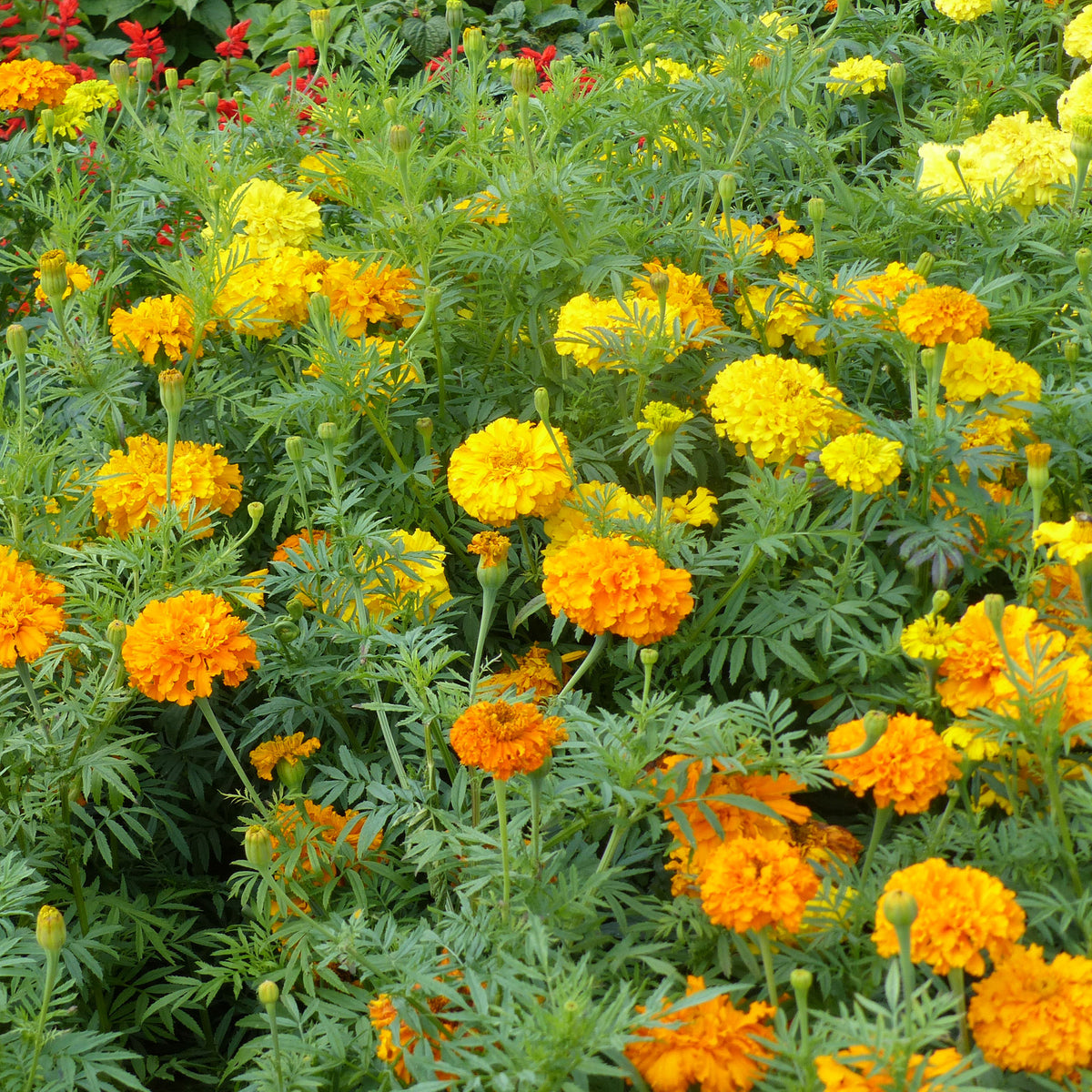 Klein Afrikaantje - Willemse