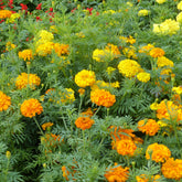 Klein Afrikaantje - Willemse