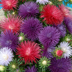 Zomeraster Mix 'Idyll' - Willemse