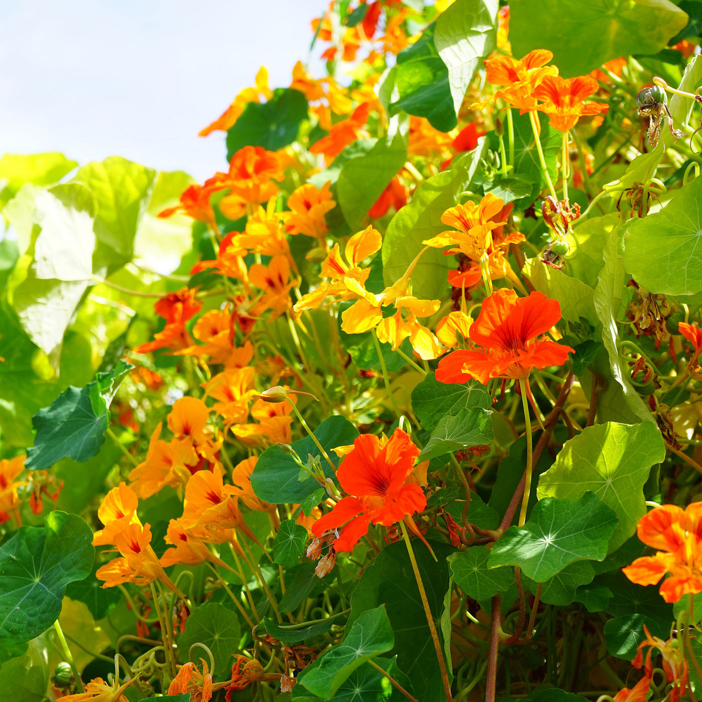 Oost-Indische kers 'Lobb' - Willemse