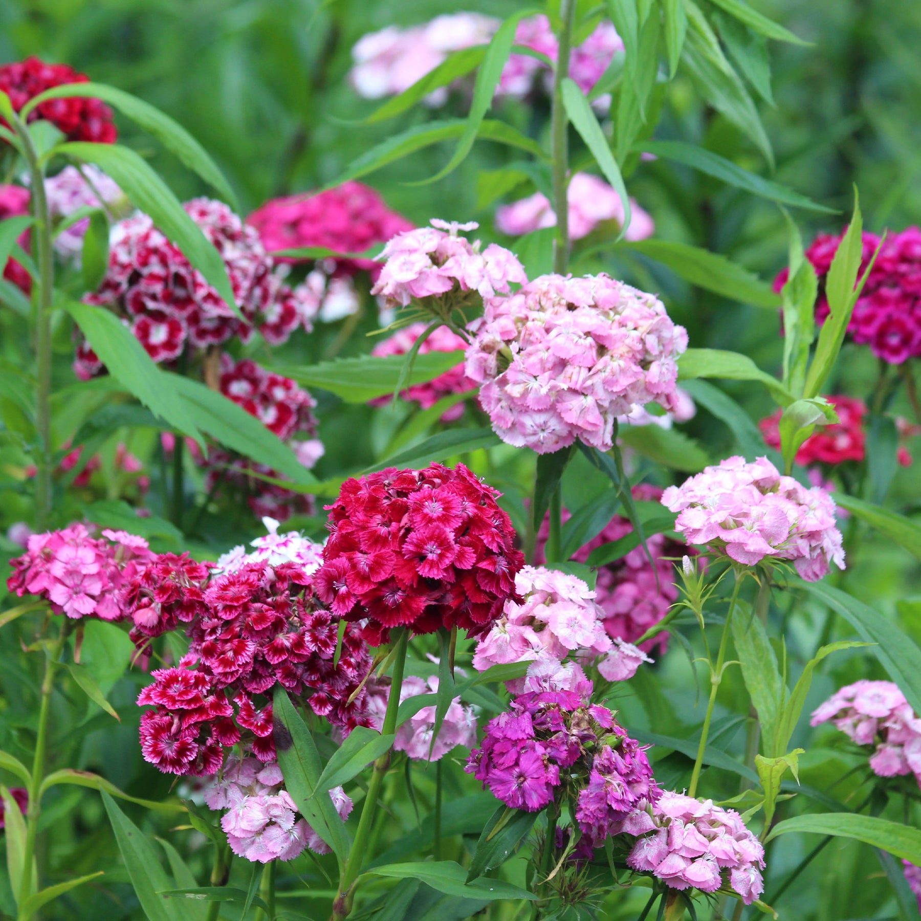 Dianthus barbatus - Duizendschoon Mix - Anjers - Dianthus