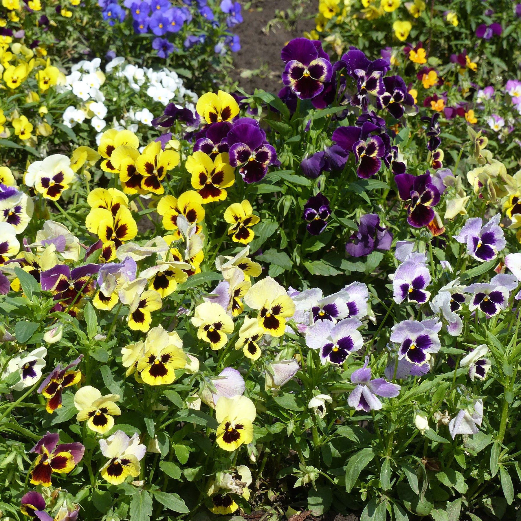 Grootbloemig viooltjes Mix - Willemse