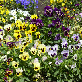 Grootbloemig viooltjes Mix - Willemse