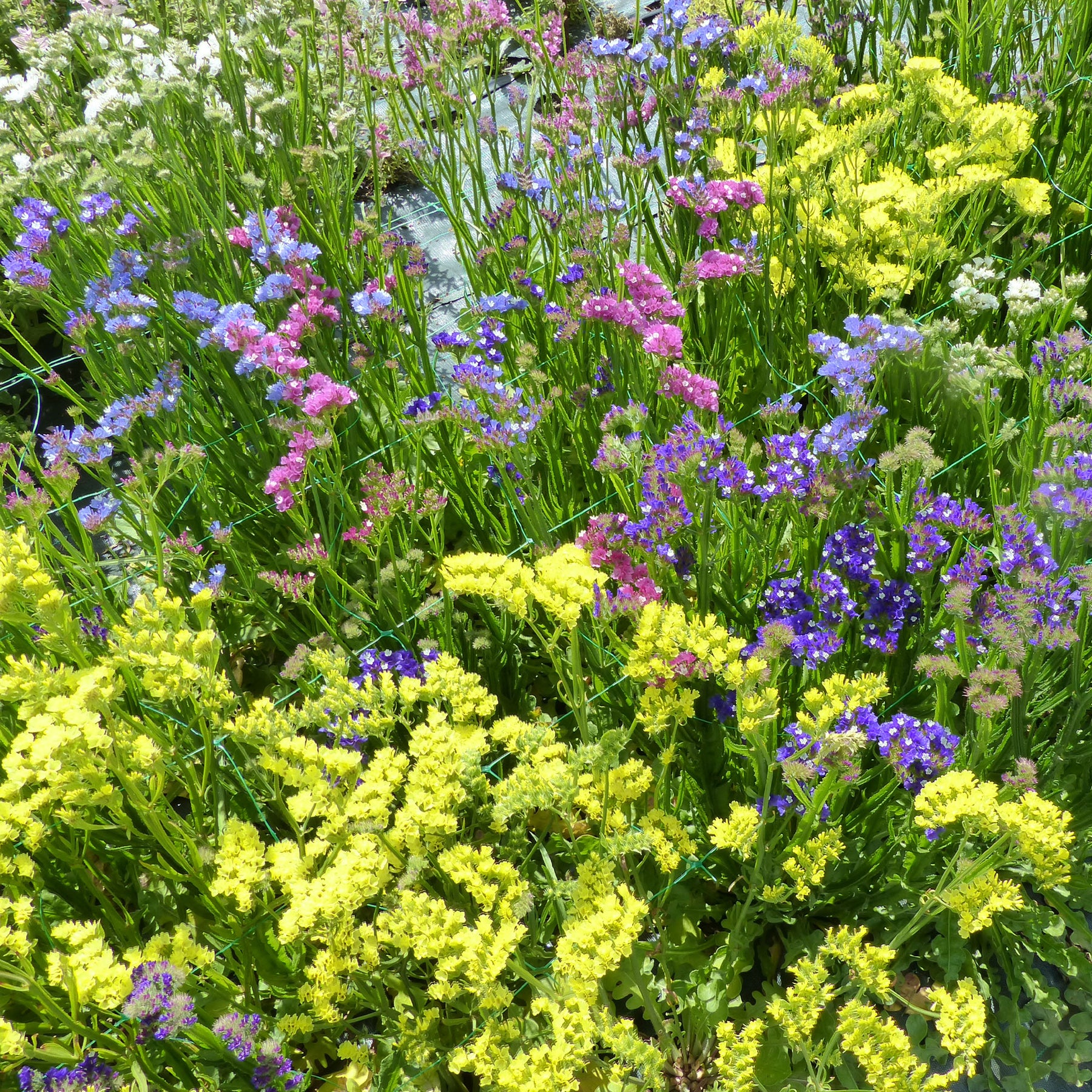Lamsoor Mix - Limonium sinuata - Willemse