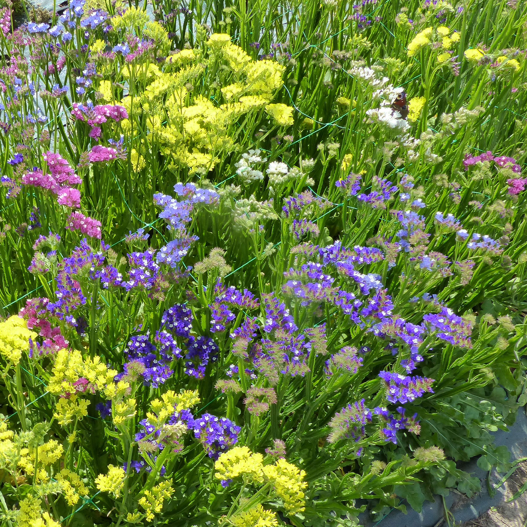 Lamsoor Mix - Willemse