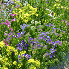 Lamsoor Mix - Willemse