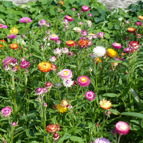 Grootbloemige strobloem Mix - Willemse