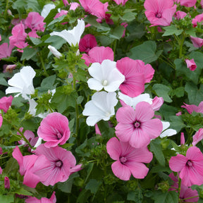 Grootbloemige struikmalva Mix - Willemse