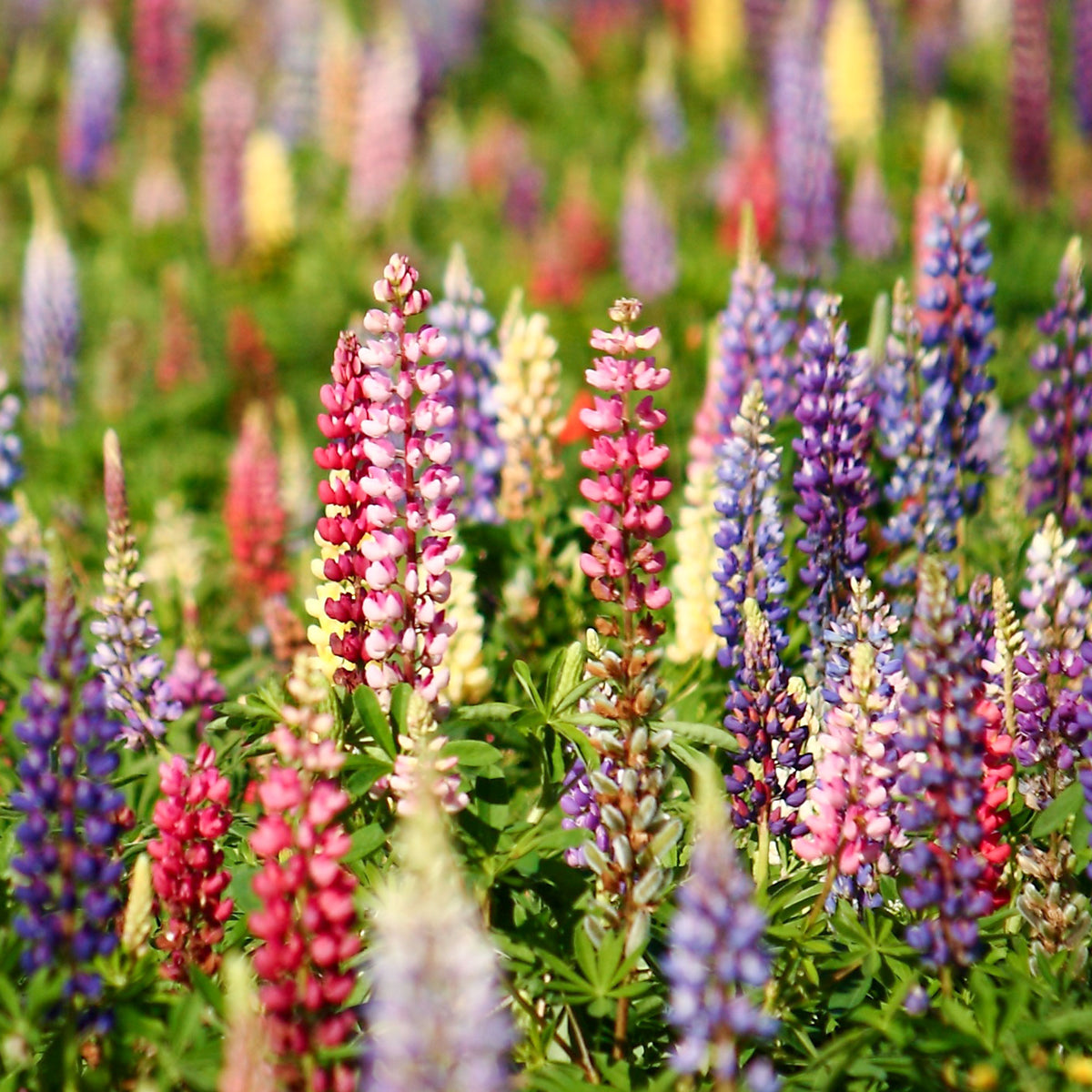 Lupine 'Russell' - Lupinus hybrid Russell - Willemse