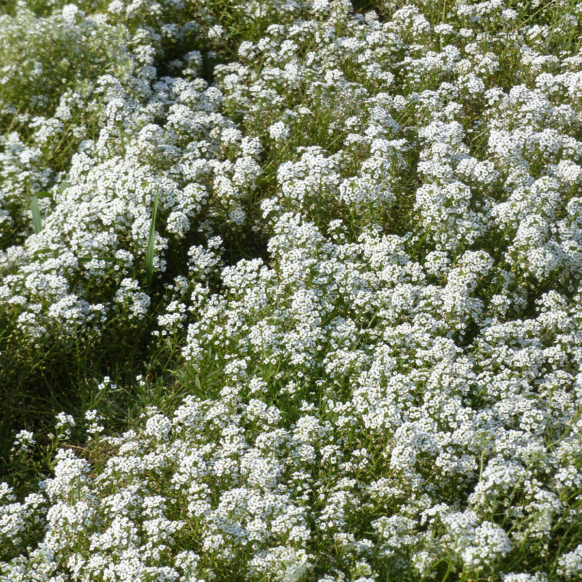 Schildzaad - Alyssum maritimum - Willemse