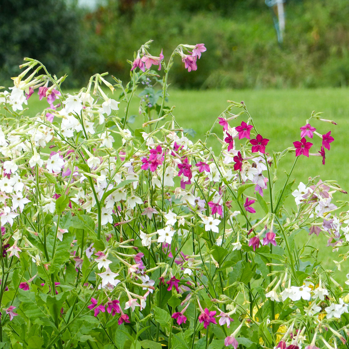 Siertabak Mix - Willemse