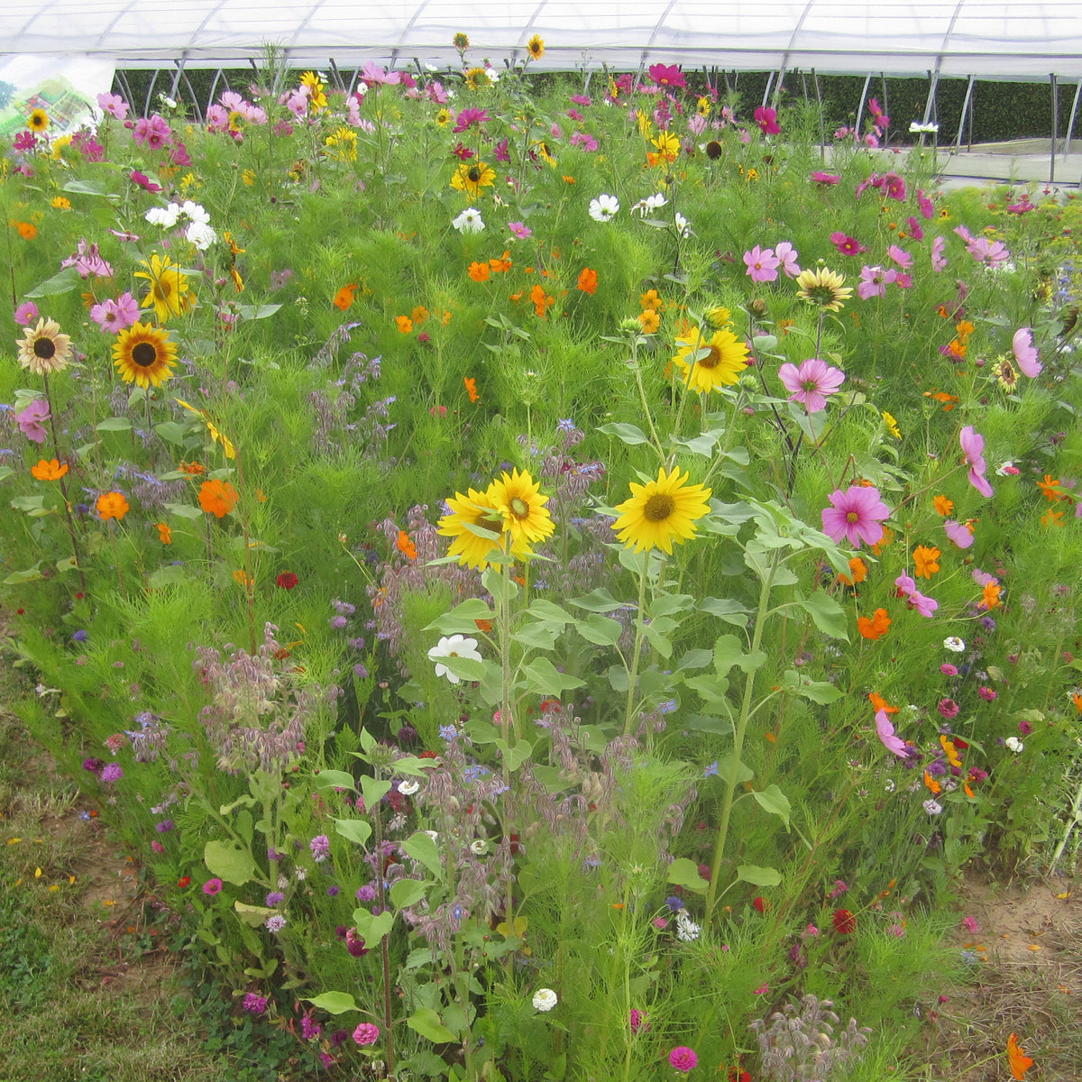 Drachtplanten Mix - Willemse