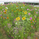 Drachtplanten Mix - Willemse