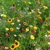 Bloemenmix 'Droogtetolerant' - Willemse