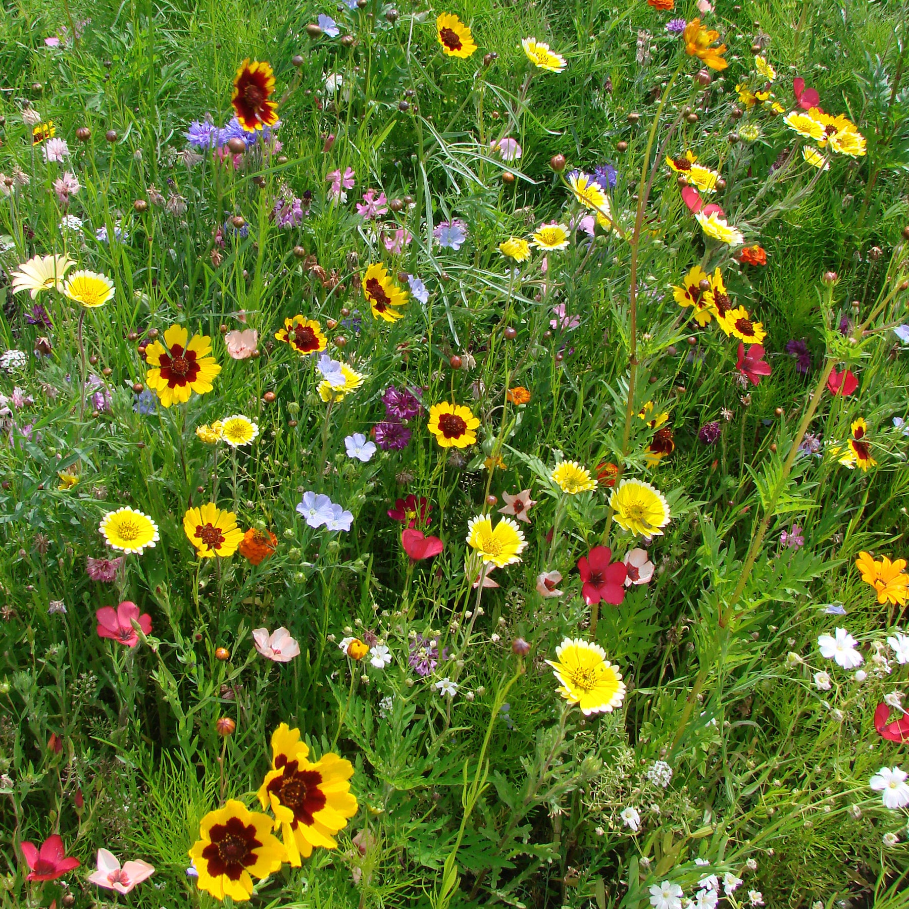 Bloemenmix 'Droogtetolerant' - Willemse