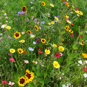 Bloemenmix 'Droogtetolerant' - Willemse