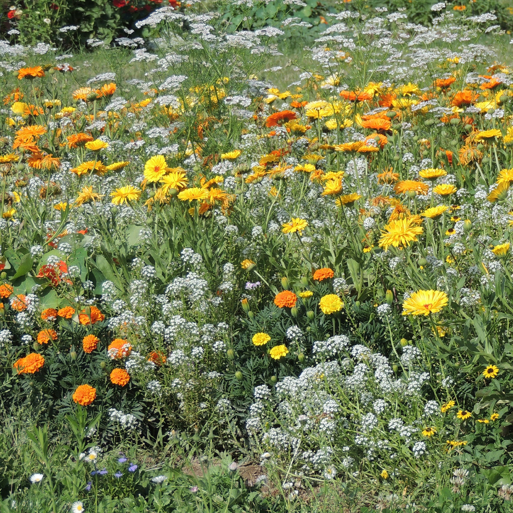 Anti-luizenbloemenmi -  - Willemse