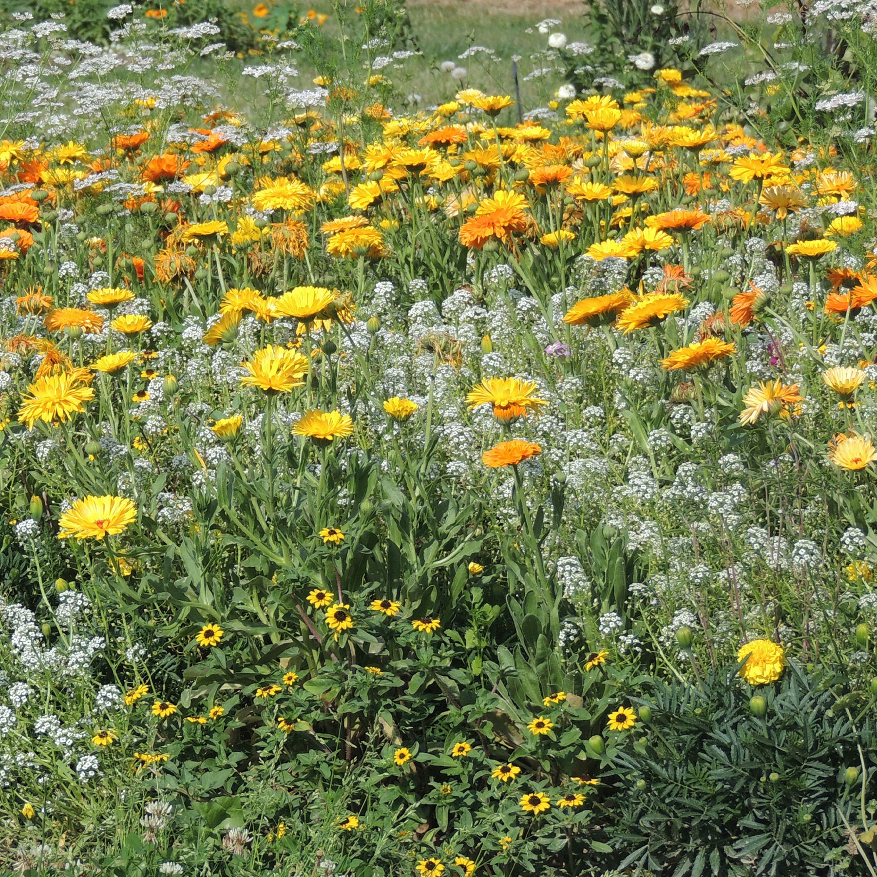 Anti-luizenbloemenmi - Willemse