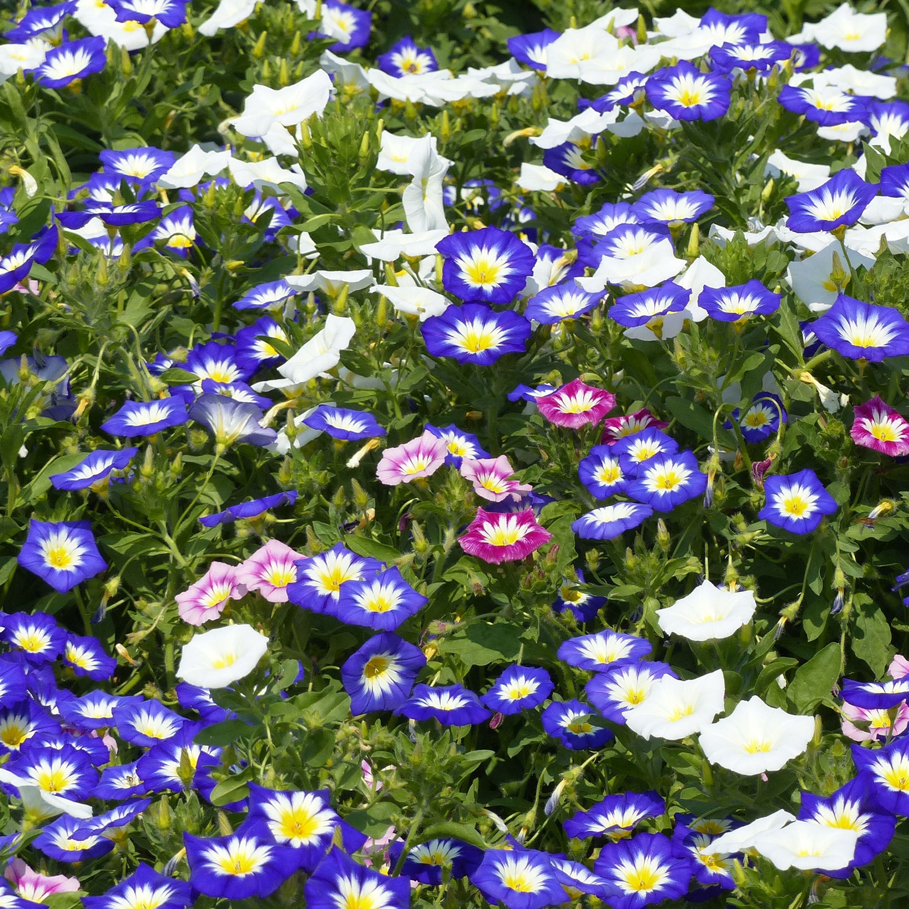 Dagschone - tricolor - Convolvulus tricolor - Willemse