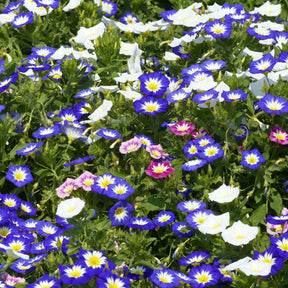 Dagschone - tricolor - Convolvulus tricolor - Willemse