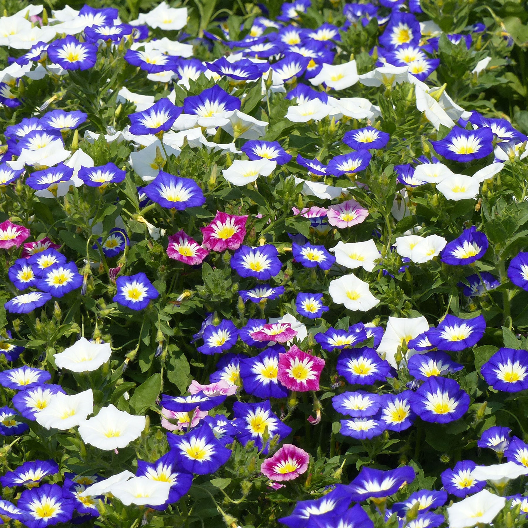 Dagschone - tricolor - Willemse