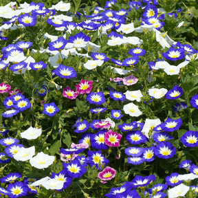 Dagschone - tricolor - Willemse
