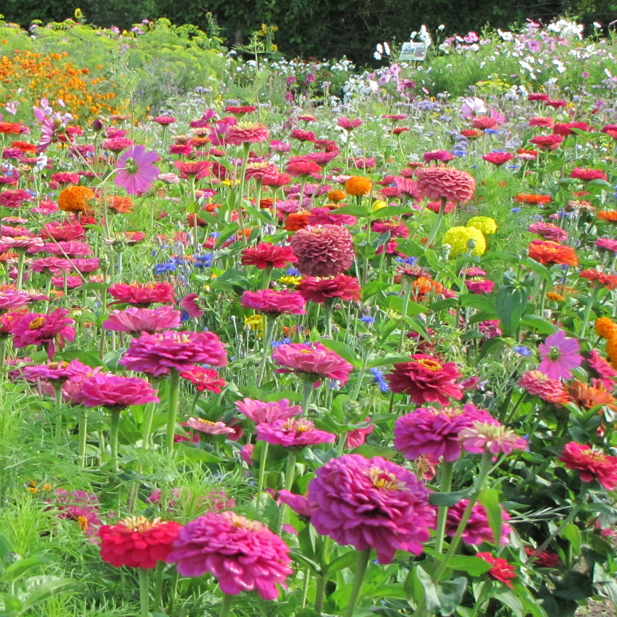 Plukbloemen Mix -  - Willemse