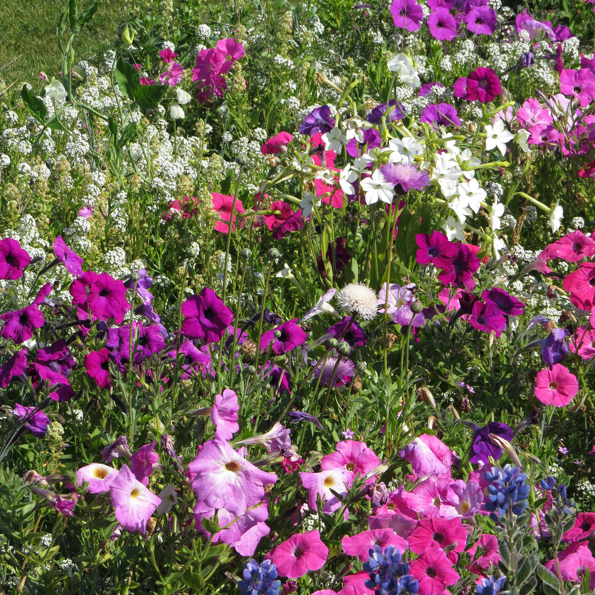 Geurende bloemenmix - Willemse