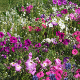 Geurende bloemenmix - Willemse