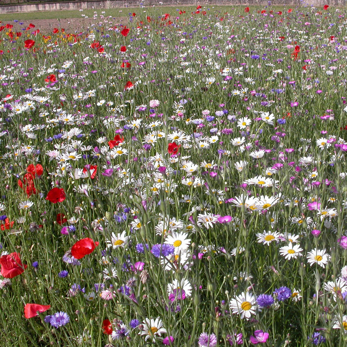 Veldbloemenmix - Mélange fleurs des champs - Willemse