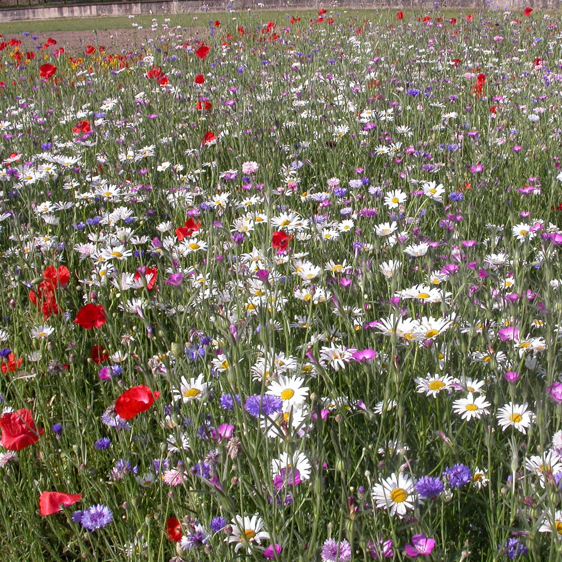 Veldbloemenmix - Mélange fleurs des champs - Willemse
