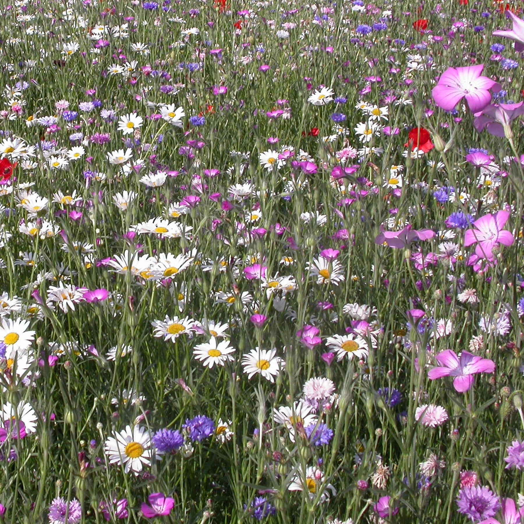 Veldbloemenmix - Willemse