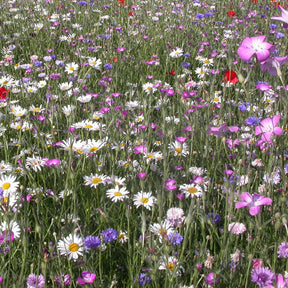 Veldbloemenmix - Willemse