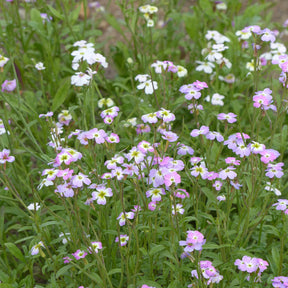 Bloemenzaden - Strandviolier - Malcolmia maritima