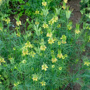 Juffertje-in-het-groen Transformer - Willemse