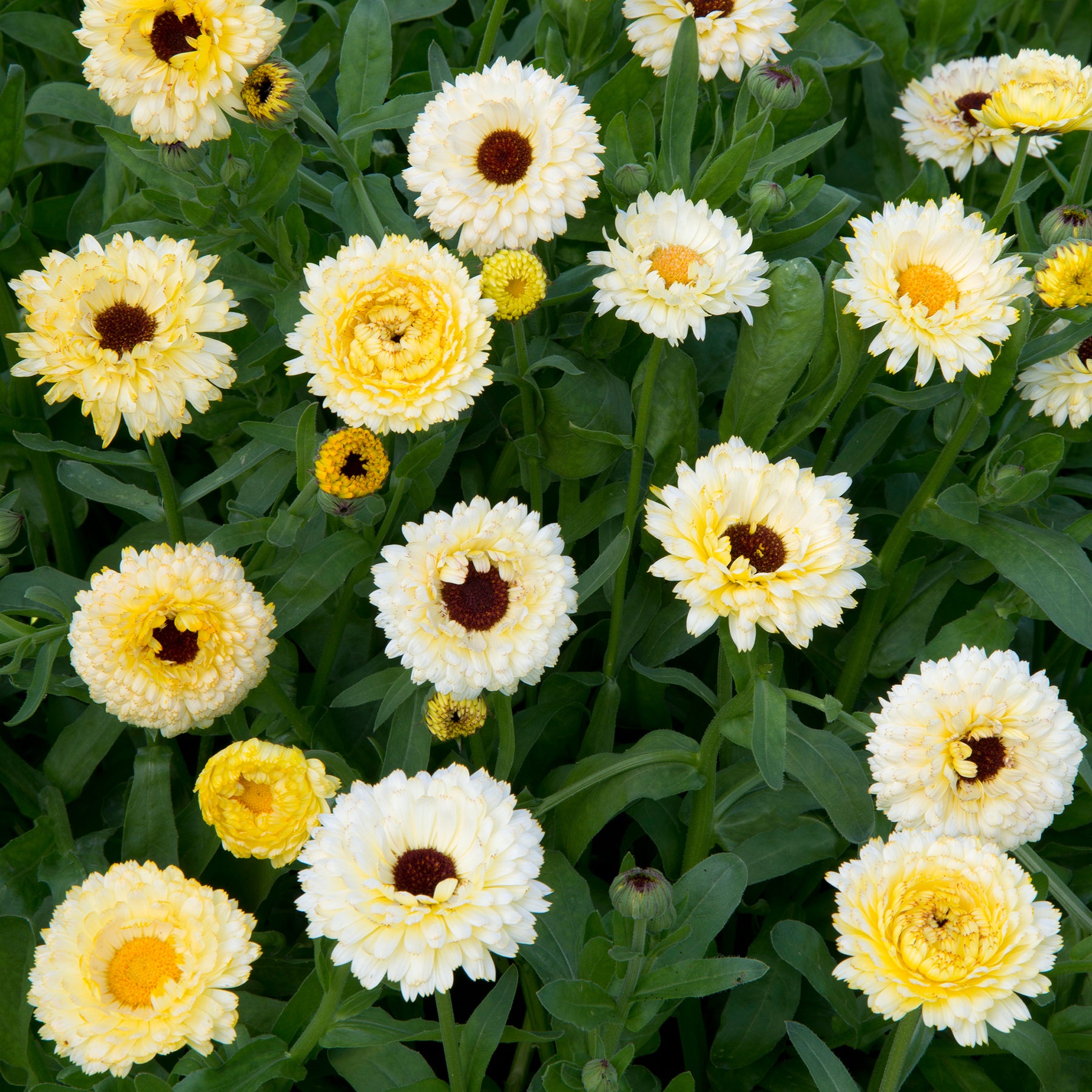 Goudsbloem Ivory Princess - Willemse