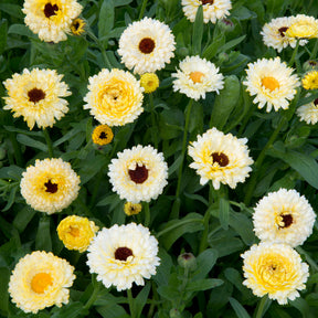 Goudsbloem Ivory Princess - Willemse